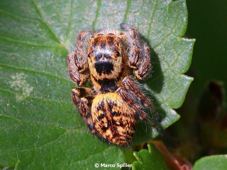 Carrhotus xanthogramma, femmina  - Milano